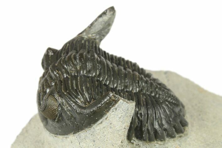 Bargain, Hollardops Trilobite Fossil - Ofaten, Morocco #272463